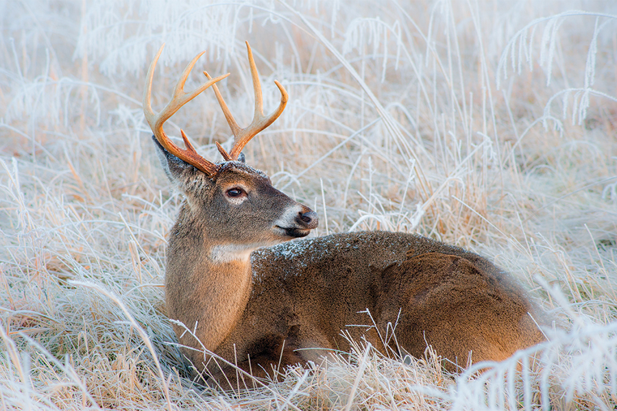 A young whitetail buck wakes up to soft morning light after spending the night in a frost-covered Cades Cove field in Great Smoky Mountains National Park.