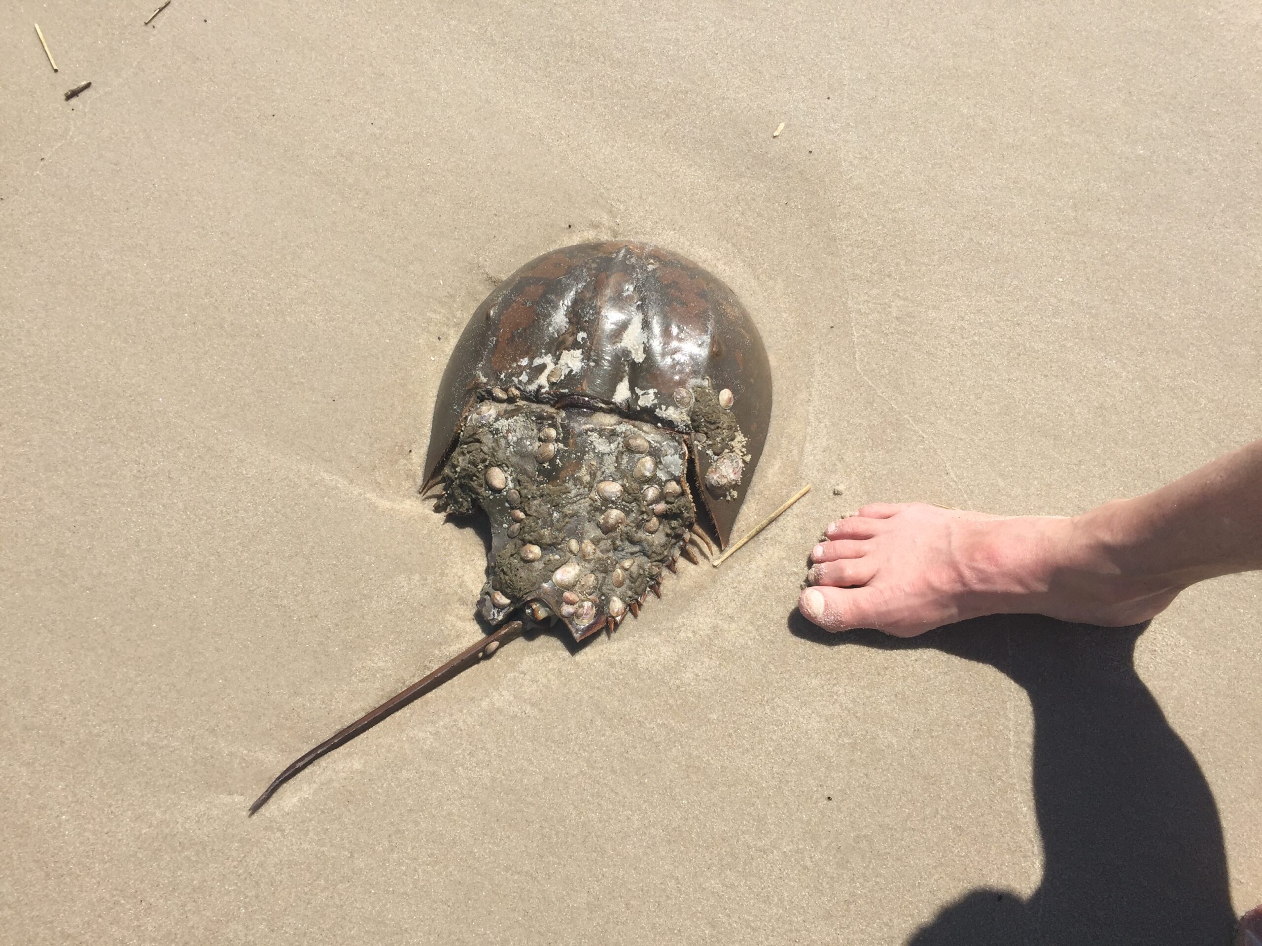 May 1: The horseshoe crab, given its origin 450 years ago, is consider a living fossil. The foot is not quite that old.