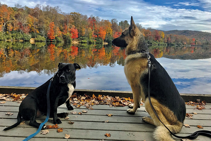Rescue pit bull Annaka and rescue German shepherd Ruger pause at Price Lake, off the North Carolina Blue Ridge Parkway near Blowing Rock. Their owner is Marietta Dennis.