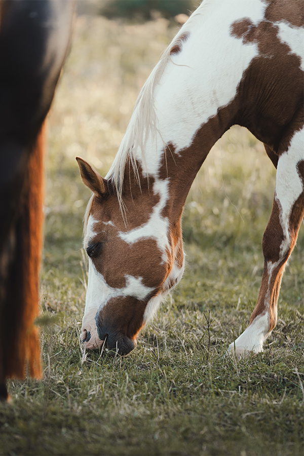 Horse rides on the property run about an hour, for riders as young as 6.