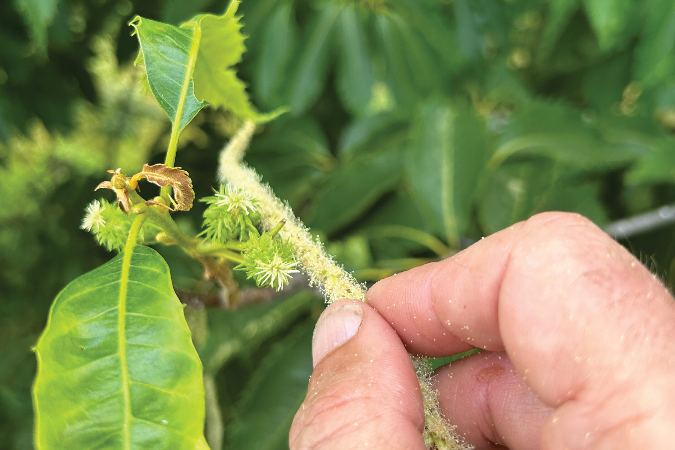 Controlled pollinations are done to create offspring with higher levels of blight resistance and more American chestnut traits.