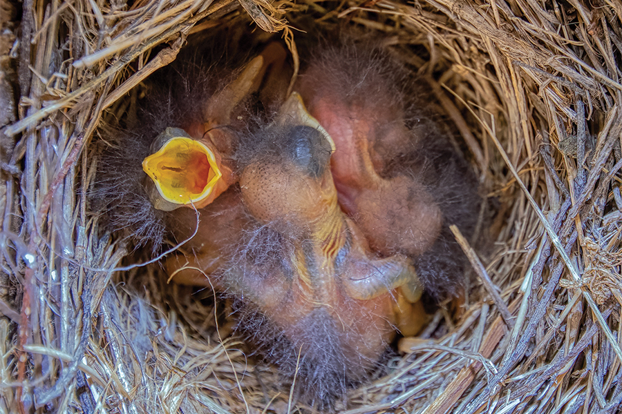 Male eastern bluebirds provide meals and protection for their chicks.