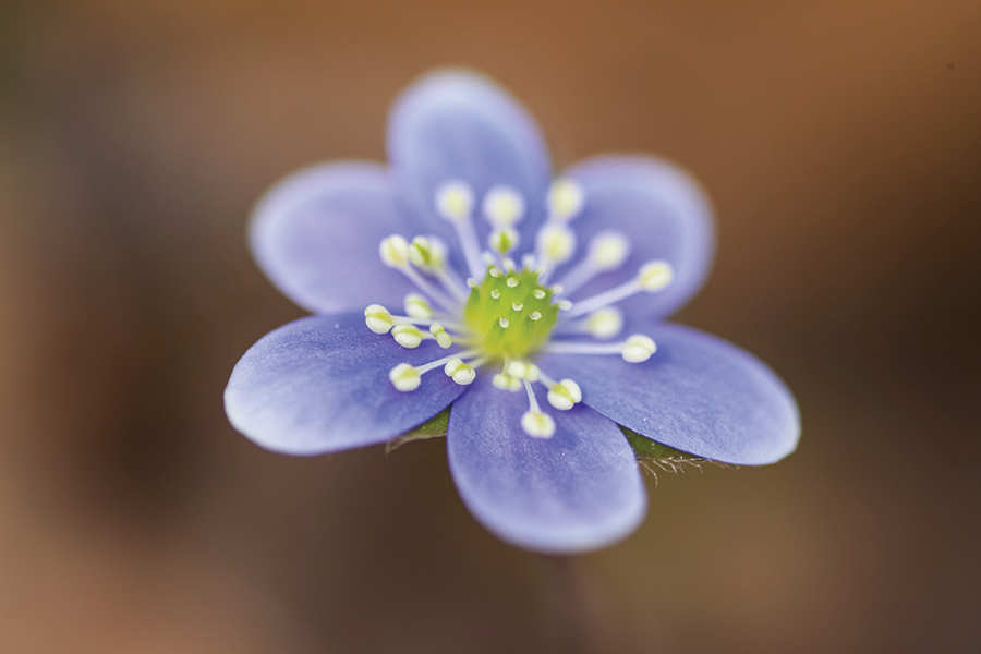 Hint: This flower’s genus and common name refer to its leaves’ resemblance to an organ we can’t live without.