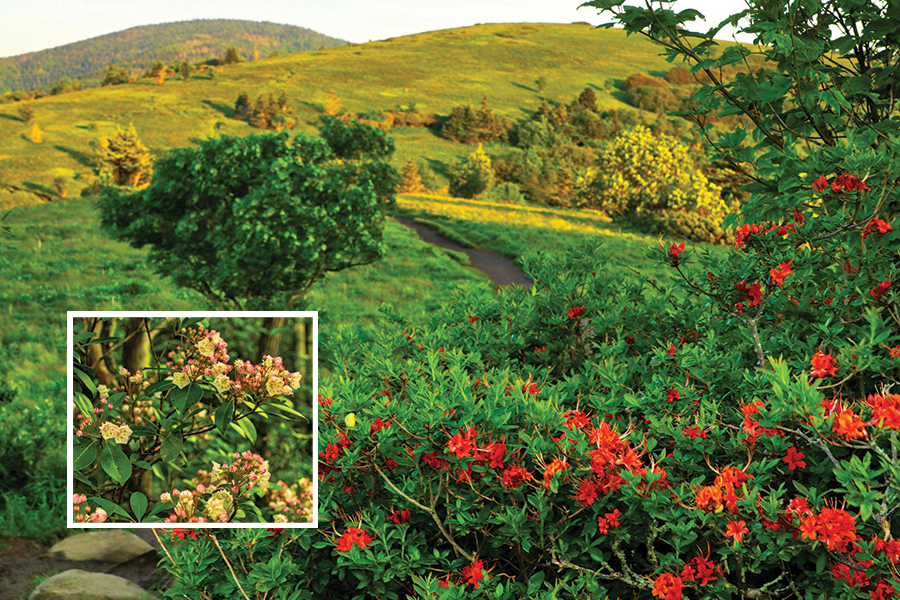 Azalea & Laurel too

The Appalachian Trail treks across the balds of Roan Mountain, Tennessee, with flame azalea blooms as part of the beauty. 

Mountain laurel (inset) is often confused with Carolina rhododendron. The mountain laurel’s flowers are smaller and more dainty, and the stamen of the flower is attached to the flower petal.