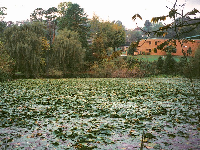 The Estonoa wetland is covered with lilypads.