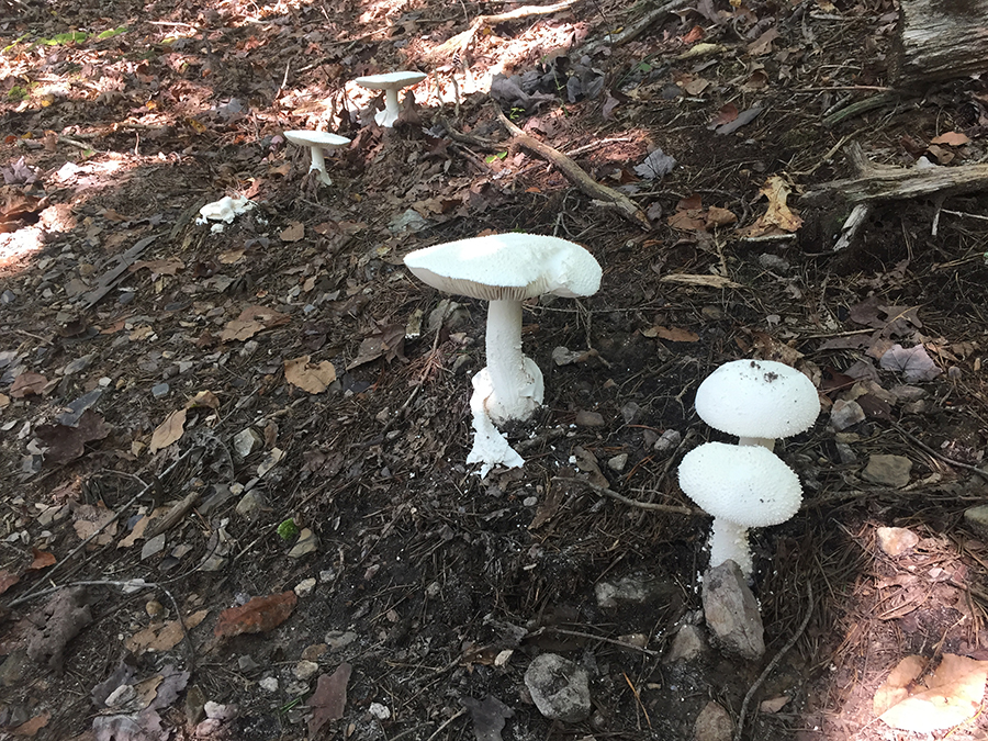 October 7, along the Tinker Creek Greenway toward Carvins Cove, Gail took a series of mushroom shots.