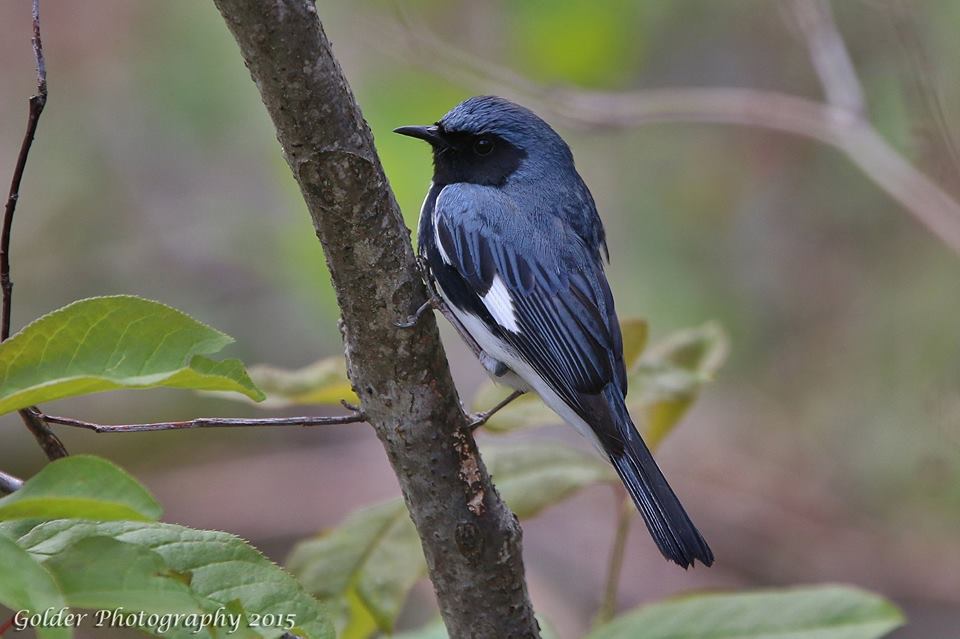 Black-throated Blue Warbler
Jefferson National Forest
along the Blue Ridge Parkway, Virginia
Photo taken: 5/2/15