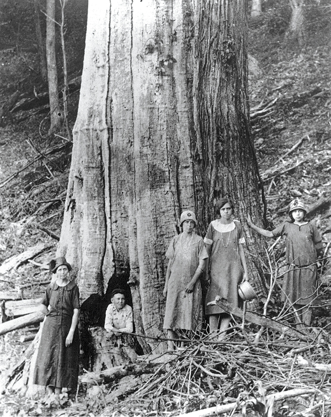 The North Carolina-based American Chestnut Foundation is dedicated to restoring the once-mighty chestnut tree, like the old specimen shown here in Great Smoky Mountains National Park.