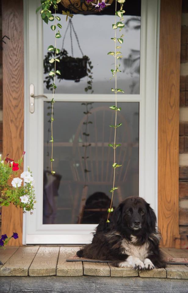 Our dog Sassy, a living ornament on the back porch