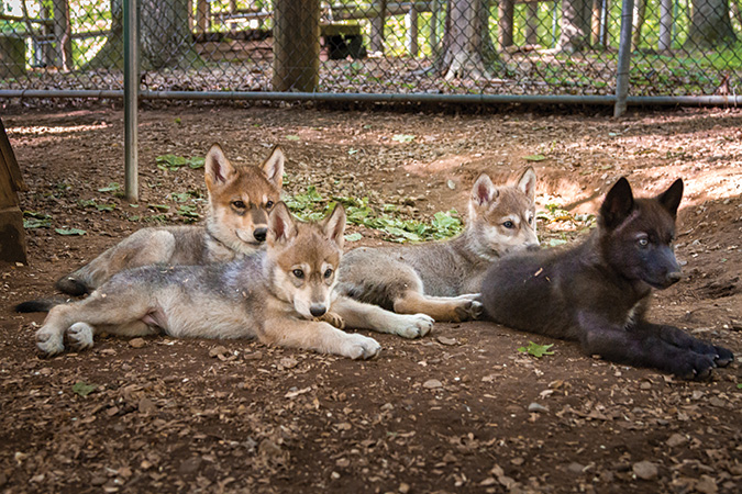 6 weeks old: Ahuli, Unalii, Ela and Takoda watch people outside the pen, having already learned their difference from “parent” people.