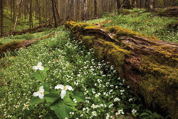 Ephemerals like white trillium and fringed phacelia appear above ground only in early spring, and are visible along the Cove Hardwood Nature Trail in Great Smoky Mountains National Park.