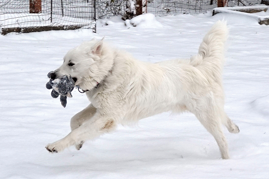 Magnum loves to get out in the snow and run. He gets the zoomies often while playing in the snow.