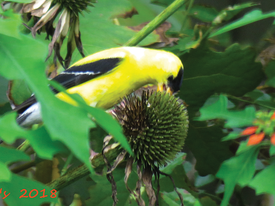 American Goldfinch on Purple Coneflower (Echinacea purpurea)
