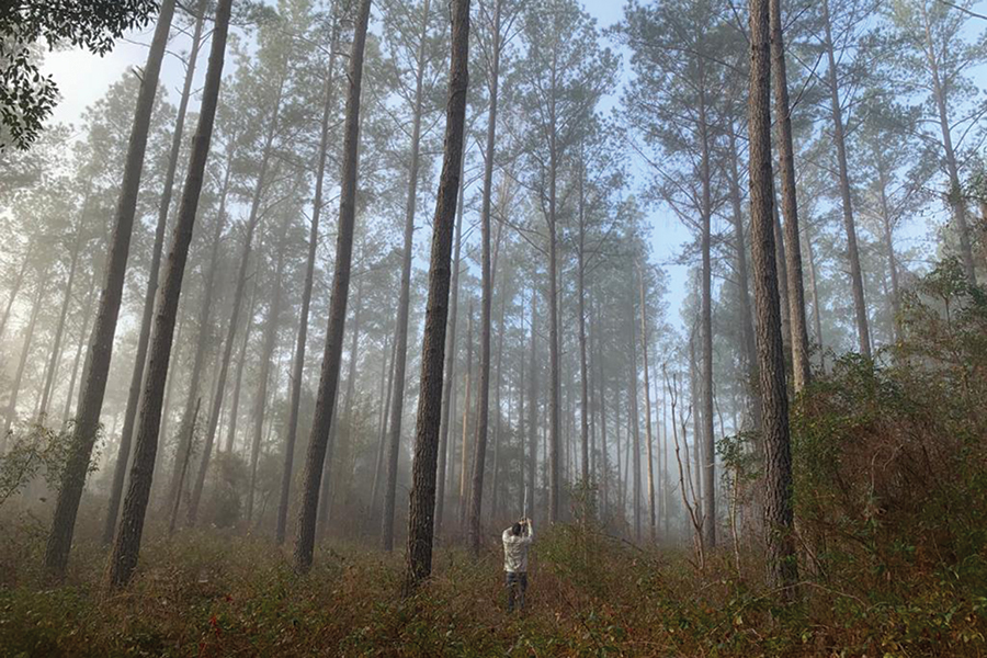 University of Georgia doctoral student Santiago Perea deploys an acoustic bat detector in a forest research area.