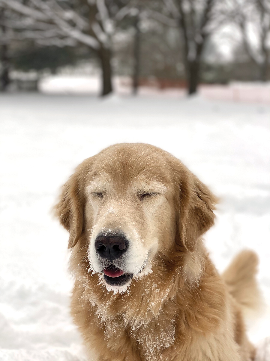 We moved from South Florida to Shenandoah Valley in the pandemic and my dogs had never experienced snow. My golden retriever Keebler absolutely loved the snow and you can tell!