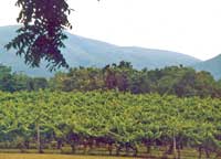 The view from Shenandoah Vineyards. This vista is part of the wine-tasting experience at the winery.