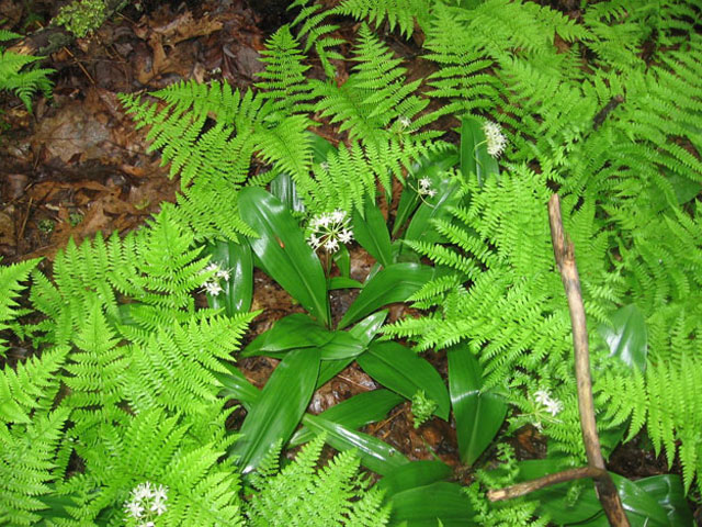 The Upper Bald watershed is graced with subtle beauty, such as this white clintonia nestled among New York ferns.