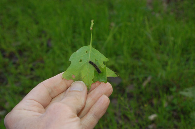 A gypsy moth feeds on a leaf.