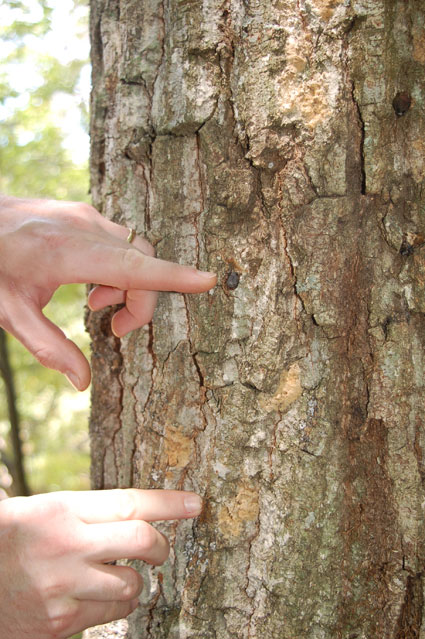 A dried-out husk of a gypsy moth and the tear-shaped egg masses.