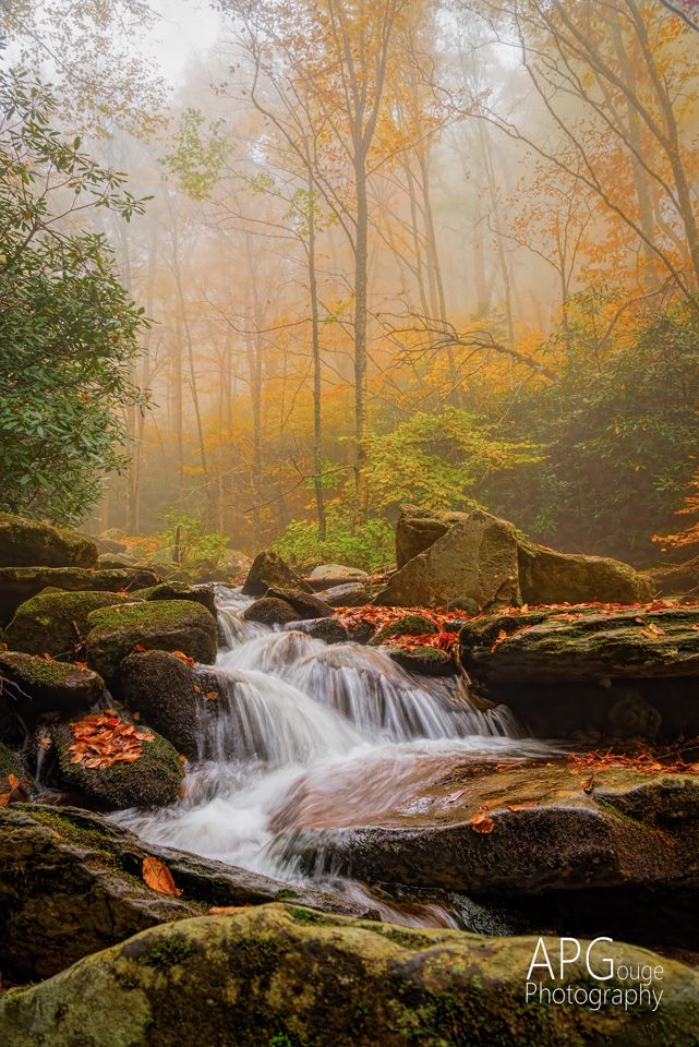 It may have been rainy and foggy over the weekend, but those who went out were treated to some special scenes. This was captured at Boone Fork, just off the parkway.