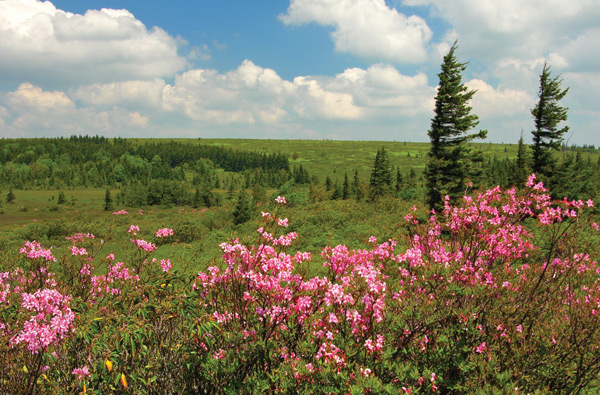The Dolly Sods Wilderness, here sprinkled with pink azaleas, is a high-altitude plateau famous for heath barrens, rocky plains and sweeping vistas.