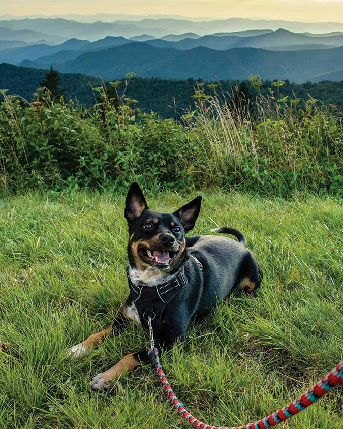 Mandy Quiniz’s Colt, a blue heeler/mountain feist mix, rests at Cowee Mountain Overlook, Milepost 430 of the North Carolina Blue Ridge Parkway. Colt greets everyone who arrives there to catch the great sunset.