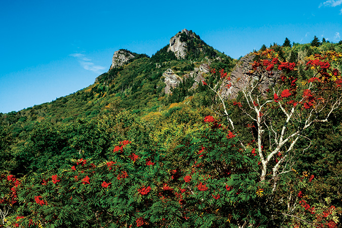 July view of Grandfather Mountain. Near Blue Ridge Parkway Milepost 305, mountain ash showcases its bright red berries—a favorite food of hummingbirds and black bears—as Grandfather Mountain’s MacRae Peak and Calloway Peak rise starkly on the horizon.