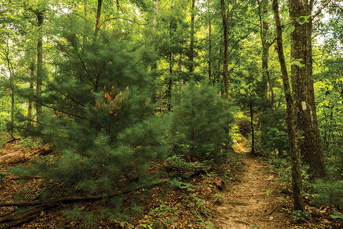 Watauga Lake: Park along Wilbur Dam Rd., in eastern Tennessee, heading towards the TVA Watauga Dam Visitors Center at a small pull-off. Look for the wooden sign that reads “Big Laurel Branch Wilderness, Cherokee National Forest.” Follow the Appalachian Trail up the mountain for 5.1 miles to the Vandeventer Shelter, for stunning forest views and views out over Watauga Lake.