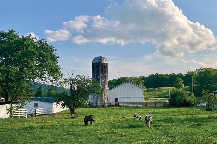 Three minis, Midnight, Mama (who is blind) and daughter Candy enjoy a beautiful spring morning in the orchard paddock in front of Elegius Mini Equine Sanctuary.