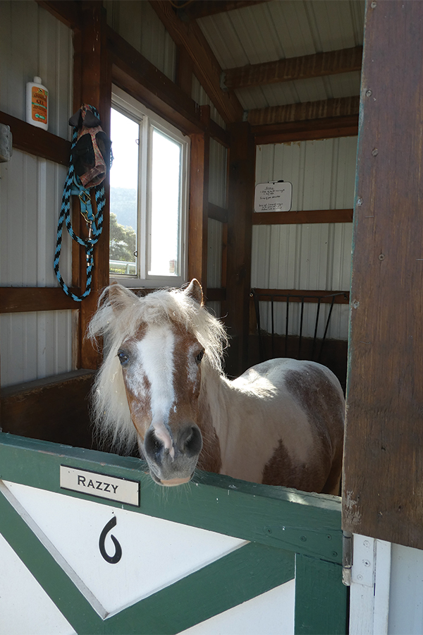 Razzy, who has been at EMES two years, waits for the morning shift of volunteers. Most equines spend each night in their own stall or larger shared areas.