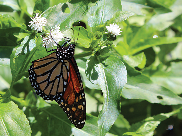 The imperiled monarch.