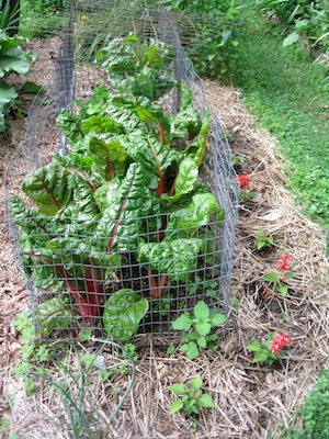 Recommended for gardeners, seasoned or otherwise: caging Bright Lights Chard and other critter favorites.