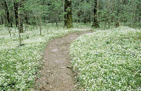 White Fringed Phacelia. They look like new-fallen snow along Porter's Creek.