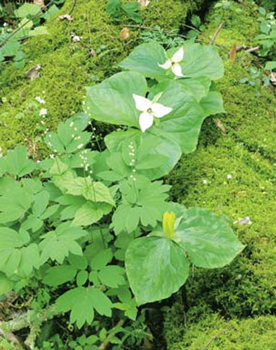 Wakerobin and yellow trillium. Location is Porter's Flats, along Porter's Creek Trail.