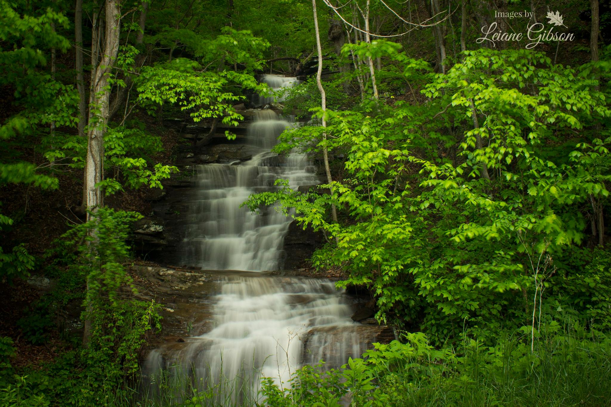 A roadside waterfall near Hinton, West Virginia
www.imagesbyleianegibson.smugmug.com
