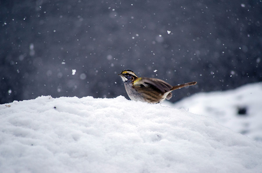 Finch in search of food in the snow and gravel. From the photographer: “I was out walking at Laurel Run Park, near Rogersville, Tennessee, and as I finished my second-mile lap, I sat on a bench in hopes of seeing some birds. After a couple of minutes, this finch swooped down. As the snow started to fall, and the little finch bounced around, I slowly raised my camera and captured this shot.”