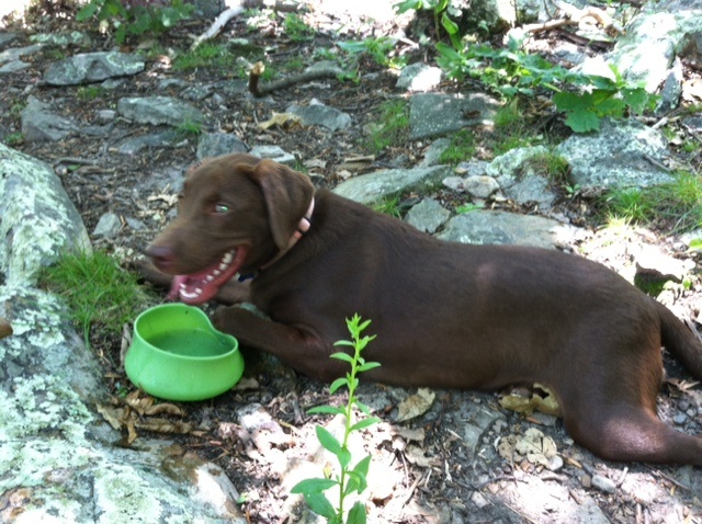 Moose's first day on the AT.