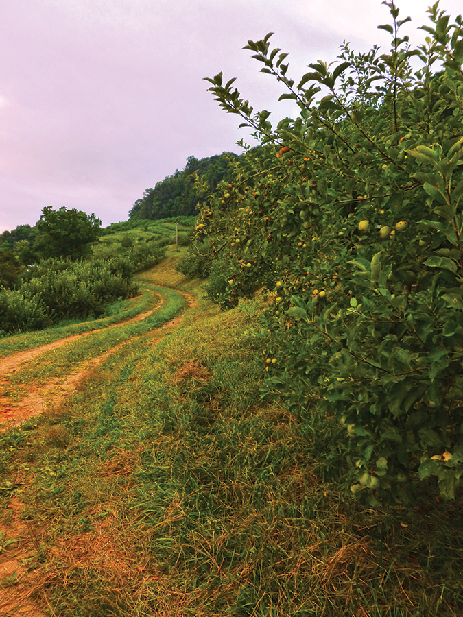 The trails and views at North Carolina’s Orchard at Altapass (Milepost 328.3 of the Blue Ridge Parkway), are many and varied, and often complemented by nearby apple trees.