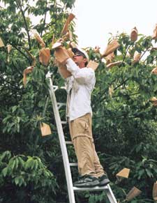 An “Arboreal Matchmaker.” Blossoms on a tree near Asheville, N.C. are bagged to help in pollen hybridization. photo courtesy the american chestnut foundation