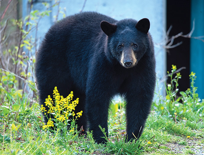 This bear and its sister—nicknamed Boo Boo and Ballew by Sallie Woodring—saunter up her driveway on certain spring mornings, and are always peaceful. They were abandoned as small cubs in 2019 and have remained as “neighbors.” Boo Boo also appears to be a fan of the spring bloom of wintercress.
