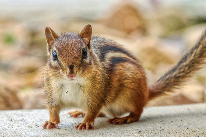 A chipmunk stops to raid a birdfeeder in Washington County, Tennessee.