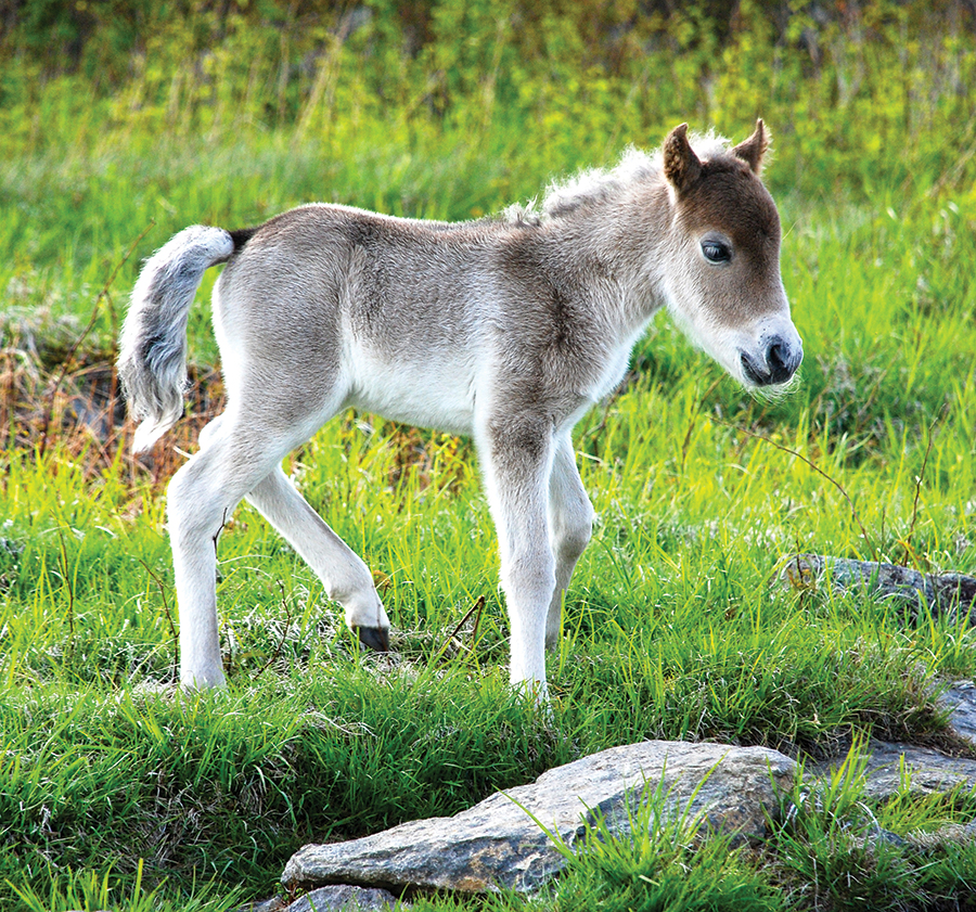 Foal along the Appalachian Trail in Virginia’s Grayson Highlands, with the note that hikers and other visitors are directed to limit interaction with the wild ponies to photographs only. From the photographer: “The wild ponies are one of the highlights along the Appalachian Trail in this region and for the park. The ponies are the descendants of 50 Assateague ponies released in 1974 and are small in stature. This young foal is incredibly small standing just a few feet high.”