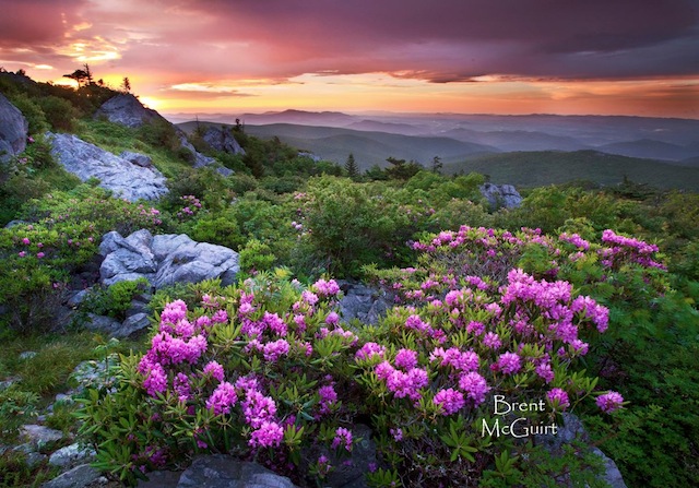 "Appalachian Summer Sunrise"
Wilburn Ridge, Mount Rogers Recreation Area

I took a quick trip down to Mount Rogers for a sunrise hike last week and witnessed an absolutely breathtaking sunrise! This is definitely the prettiest hike in Virginia, especially on a beautiful morning in early June in the Catawba Rhododendron bloom.
