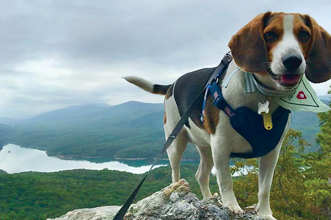 Jordan Nichols’ dog Lilly is a beagle mix who enjoys “getting on top of a rock and feeling the beauty of nature.” Her perch here is overlooking Carvins Cove on the Appalachian Trail near Roanoke, Virginia.