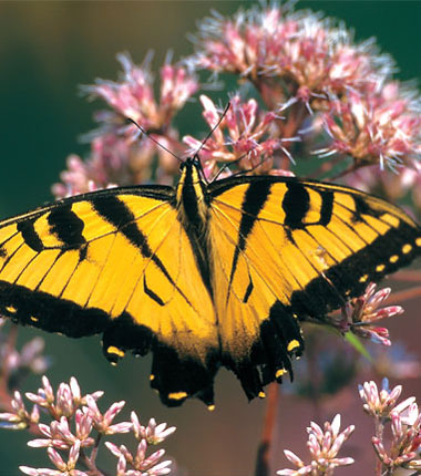 Butterfly magnet. Joe-pye weed and its relatives draw well.