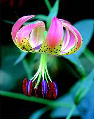 Intense color: The Turk’s-cap.