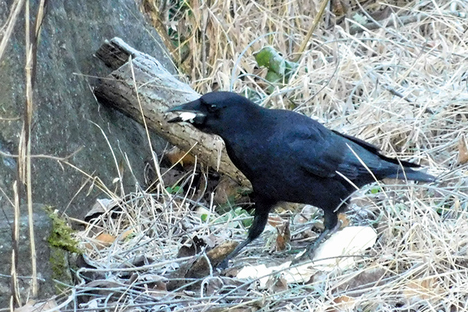 One of the backyard crows enjoys a bit of bread.