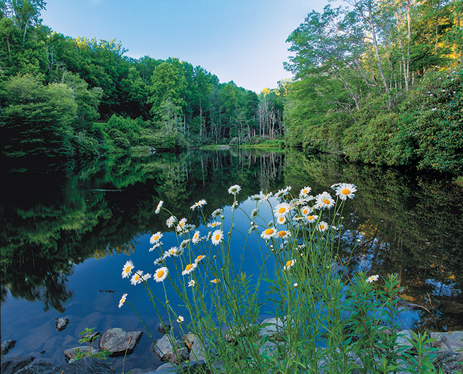 June beauty. Just north of Price Lake (Blue Ridge Parkway Milepost 296.7) are the quiet waters of Sims Pond. A loop hike can take you around it, or view from the Sims Overlook, at Milepost 295.9.