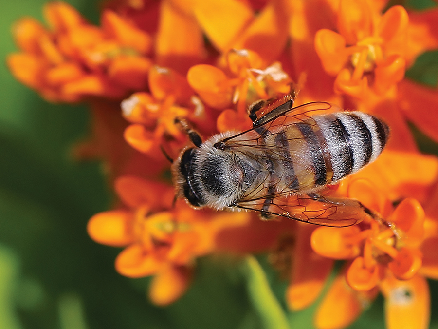 A bee enjoys a visit on butterfly milkweed.