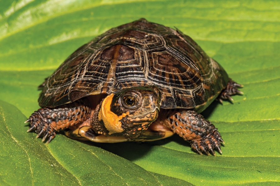 Turtles love bogs.